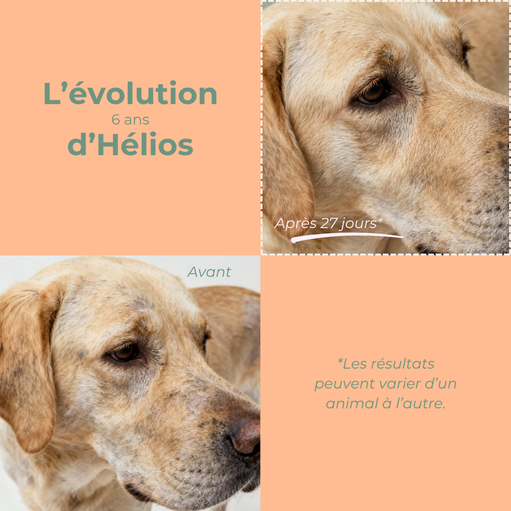 Avant après huile de saumon Balti : Hélios labrador 6 ans, pelage transformé en 27 jours